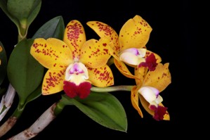 Rhyncholaeliocattleya Dendi's Gem Diamond Orchids HCC/AOS 76 pts.
